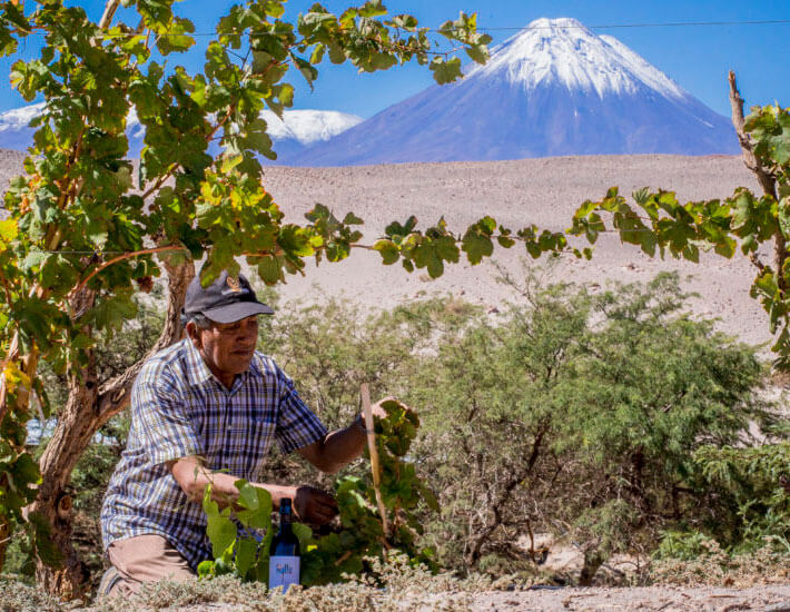 Winemaker under a vine in northern Chile