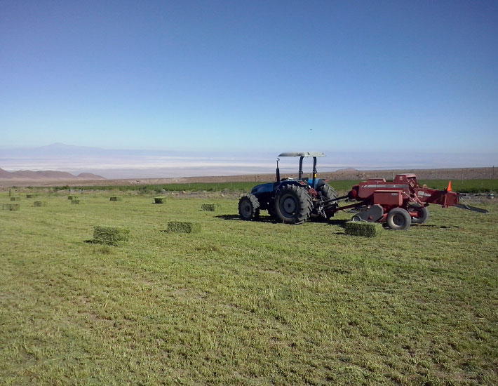 En la imagen se ve un campo y un tractor