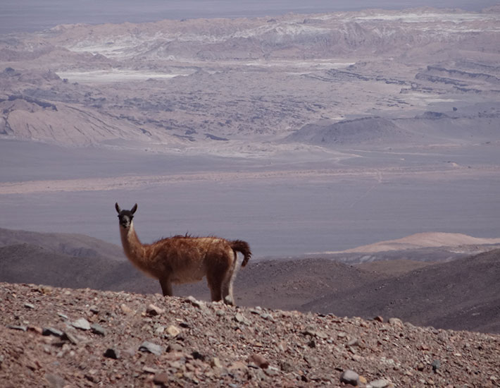You see a desert landscape with a vicuña