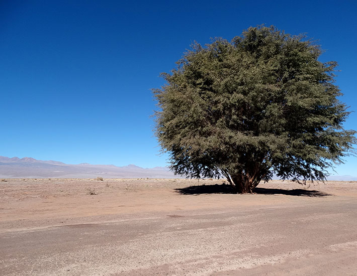 アタカマ砂漠のアルガロボの木